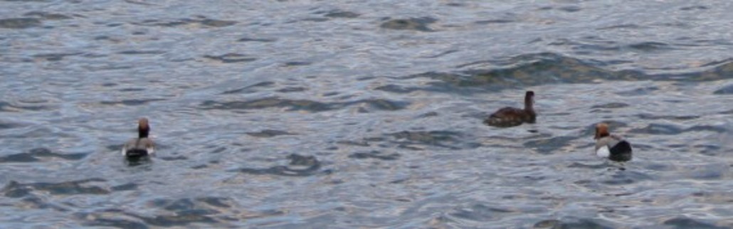Haubentaucher im Wasser beobachten