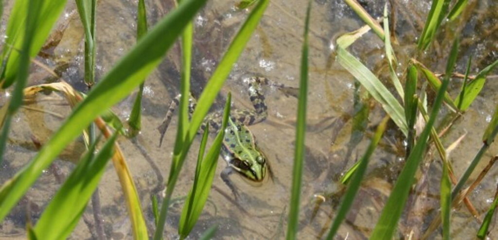 frosch