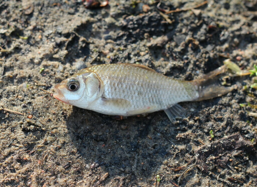 karausche_koederfisch_hecht